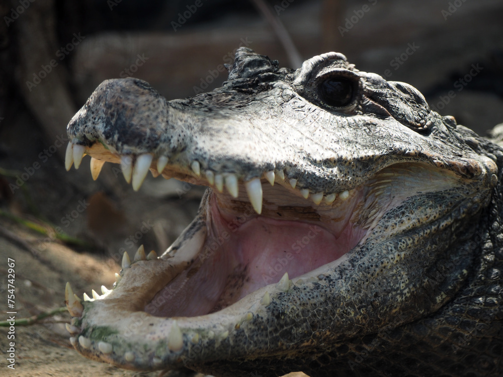 Obraz premium 動物園で口を開けているワニ