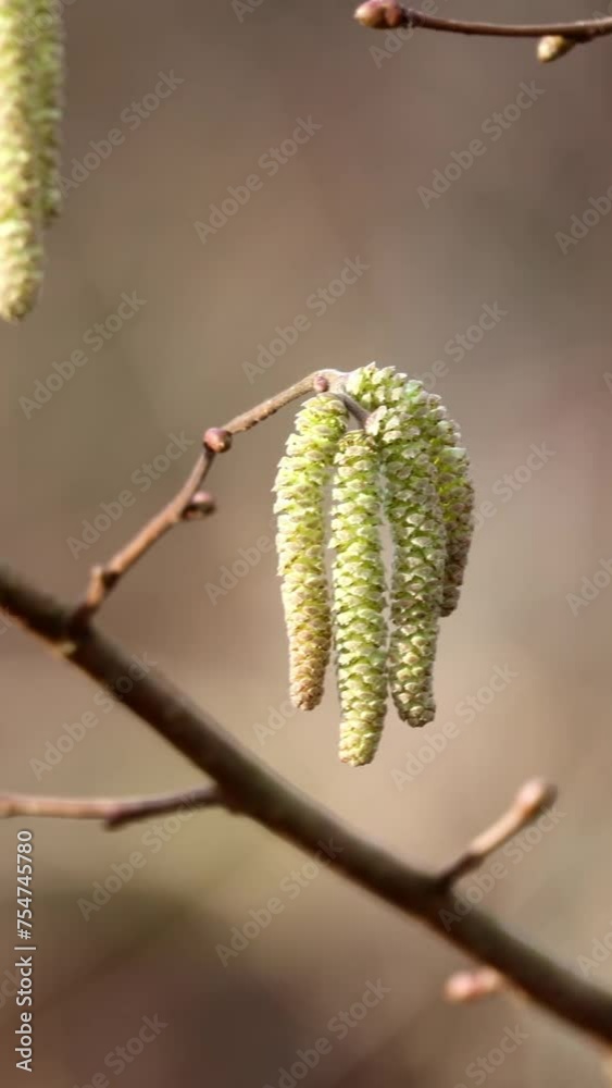 Young hazel catkins on a twig, selective focus with bokeh background Young hazel catkins on a twig, selective focus with bokeh background