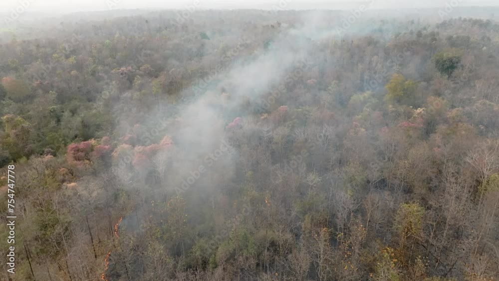 Wildfires in tropical forest release carbon dioxide (CO2) emissions and other greenhouse gases (GHG) that contribute to climate change.. Wildfires in tropical forest release carbon dioxide (CO2) emissions and other greenhouse gases (GHG) that contribute to climate change..