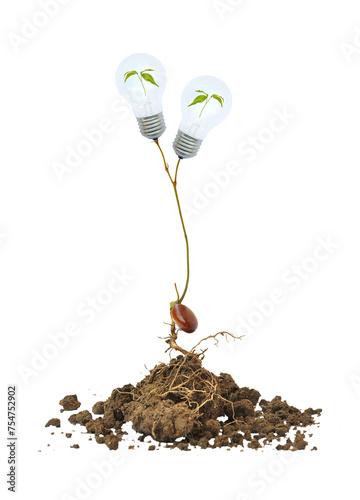 light bulb on the tree and root isolated