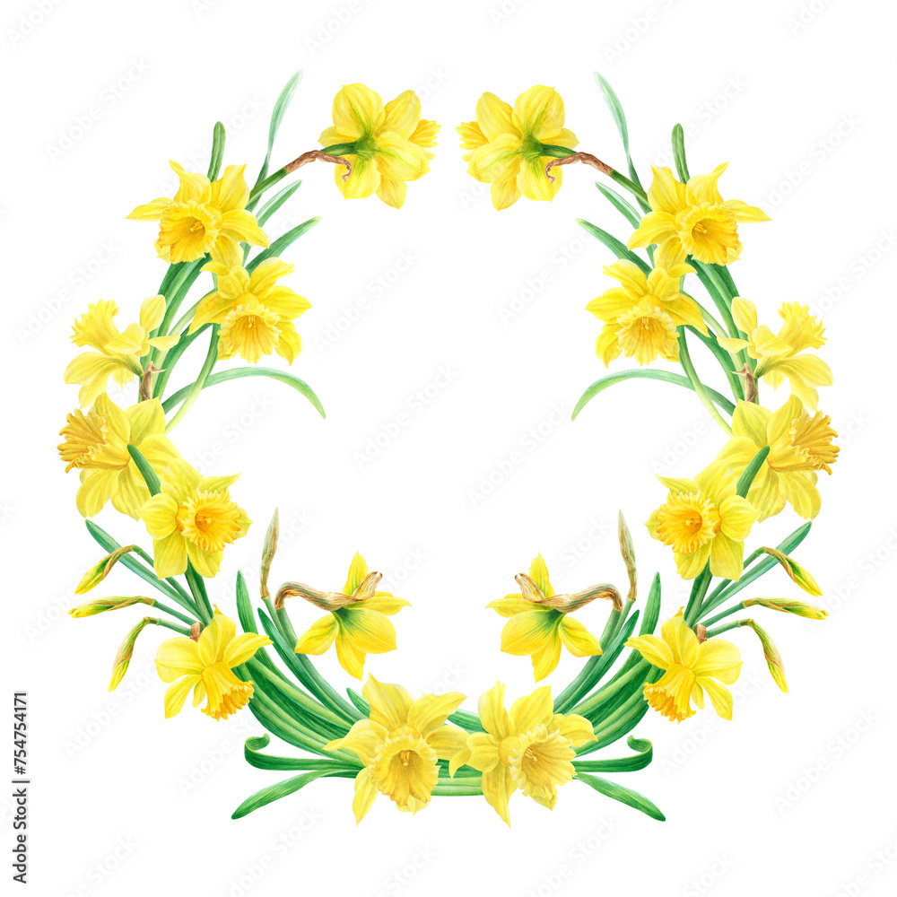Watercolor illustration of yellow daffodils in botanical style. Wreath of spring flowers on white background.