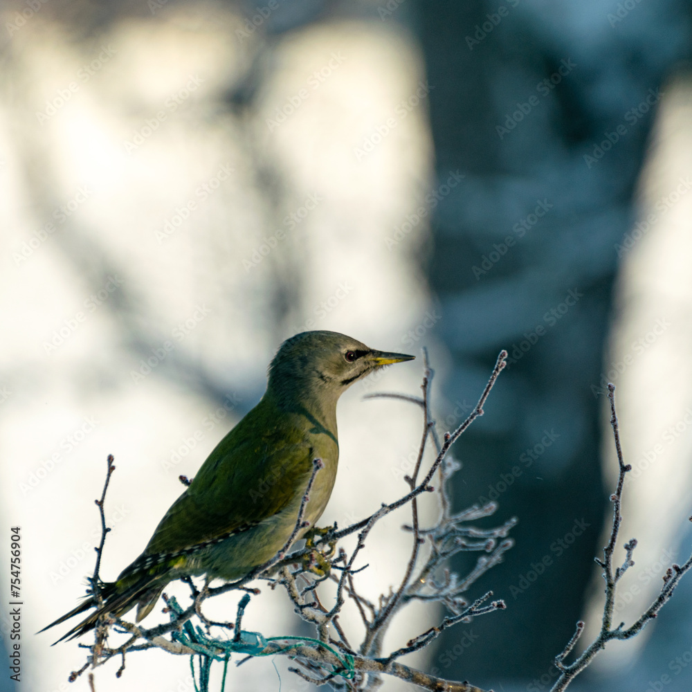 Fototapeta premium bird feeder with bird, winter bird feeding, cold weather help for wild birds