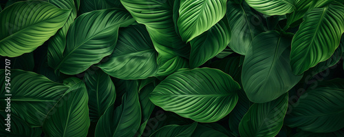 nature background tropical leaf, abstract green texture leaves of Spathiphyllum cannifolium © Ms_Tali