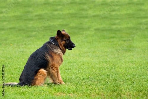 german shepherd dog on a grass
