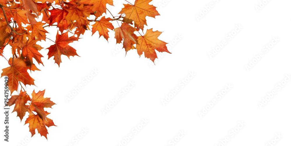 autumn maple branch leaves in top left corner edge. transparent. isolated on solid white background autumn maple branch leaves in top left corner edge. transparent. isolated on solid white background