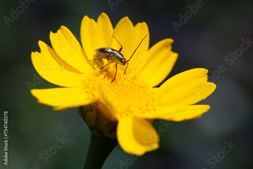 Closterotomus fulvomaculatus. Insect in its natural environment. photo