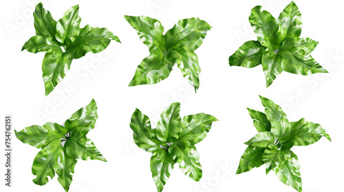 Bird's Nest Fern: Exotic Tropical Foliage in Digital 3D Art, Isolated on Transparent Background for Graphic Design