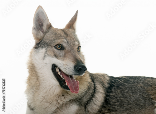  czechoslovakian wolf dog photo