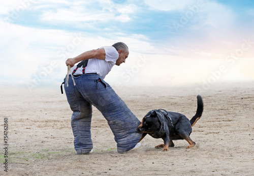 training of  rottweiler