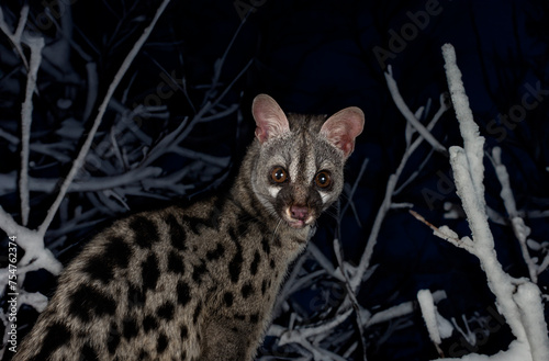 Common genet in studio photo