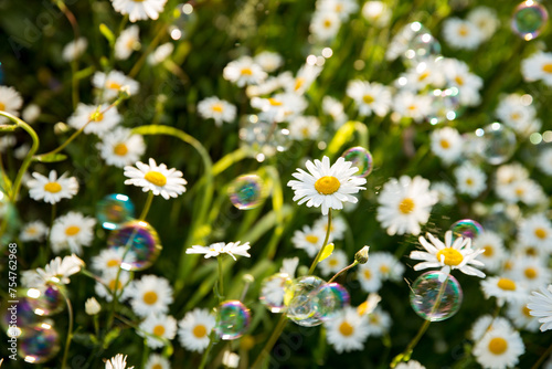 Background of field of daisy flowers in bloom. Sunny summer day  rays of light.