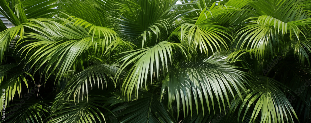 Lush palm canopy banner providing a dense tropical vacation background