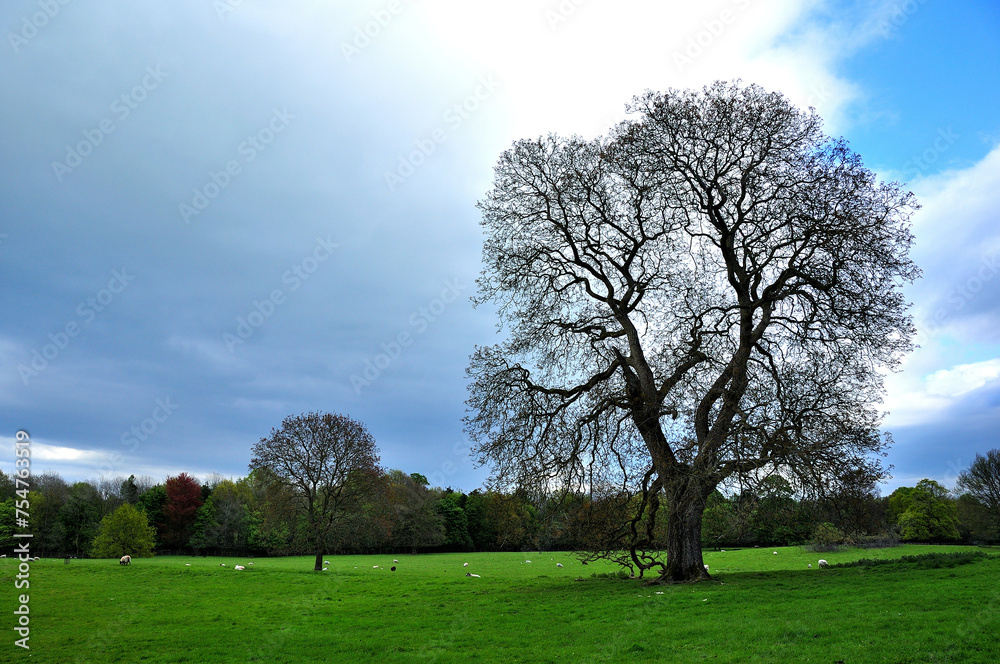 The beautiful trees in the field