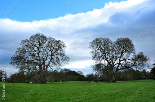 The beautiful trees in the field