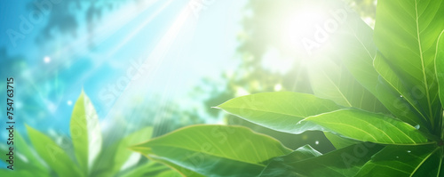 Sunlit fresh green leaves banner ideal for vibrant tropical vacation background