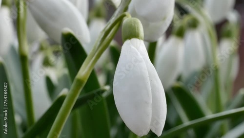 White snowdrops grow in the spring in the forest
