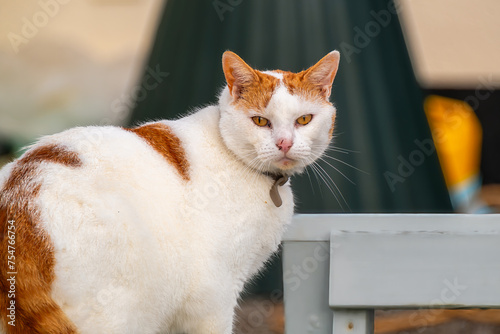 schöne braun weiße Hauskatze