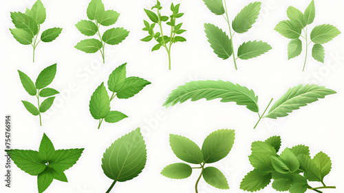 Mint leaves set on white background. Realistic vector illustration.