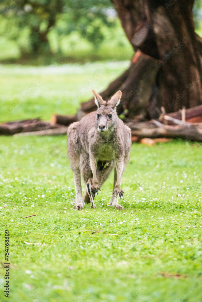 A Kangaroo Joey Playing With Mother in the Australian Grasslands, Tower Hill Wildlife Reserve, Australia A Kangaroo Joey Playing With Mother in the Australian Grasslands, Tower Hill Wildlife Reserve, Australia