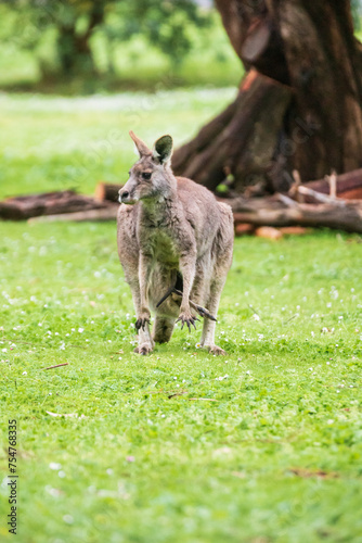 A Kangaroo Joey Playing With Mother in the Australian Grasslands, Tower Hill Wildlife Reserve, Australia