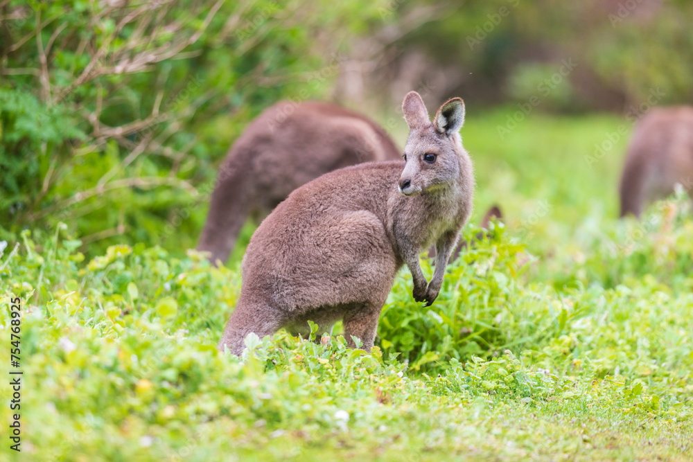 Grazing Kangaroos in the Verdant Australian Meadows, Tower Hill Wildlife Reserve, Australia Grazing Kangaroos in the Verdant Australian Meadows, Tower Hill Wildlife Reserve, Australia
