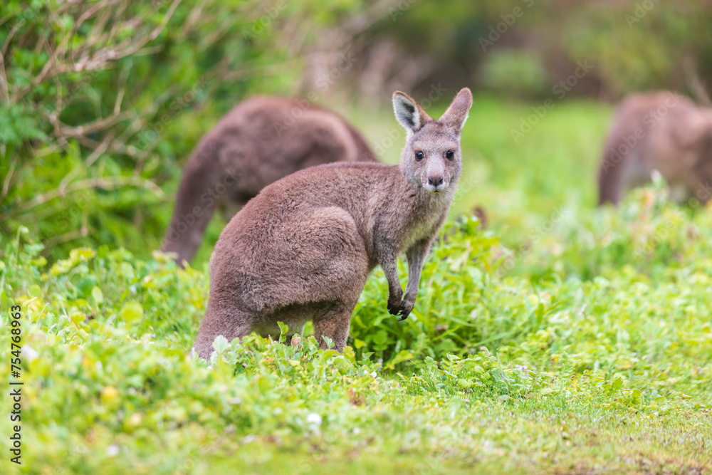 Grazing Kangaroos in the Verdant Australian Meadows, Tower Hill Wildlife Reserve, Australia Grazing Kangaroos in the Verdant Australian Meadows, Tower Hill Wildlife Reserve, Australia