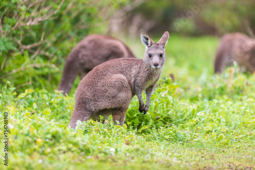 Grazing Kangaroos in the Verdant Australian Meadows, Tower Hill Wildlife Reserve, Australia