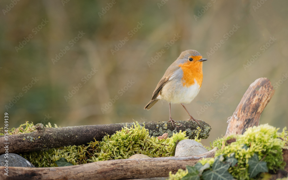 Robin, Erithacus rubecula, single bird on moss. Robin, Erithacus rubecula, single bird on moss.