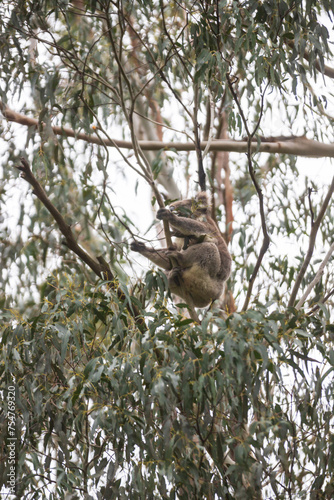 Serene Koala’s Morning in the Eucalyptus Sanctuary, Tower Hill Wildlife Reserve, Australia