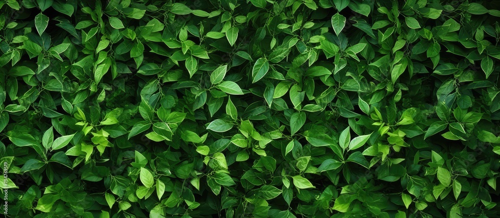 This close-up shot showcases a green plant with lush leaves. The intricate details of the plants structure are visible, highlighting its vibrant color and natural beauty. - obrazy, fototapety, plakaty 