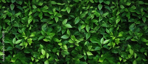 This close-up shot showcases a green plant with lush leaves. The intricate details of the plants structure are visible, highlighting its vibrant color and natural beauty.