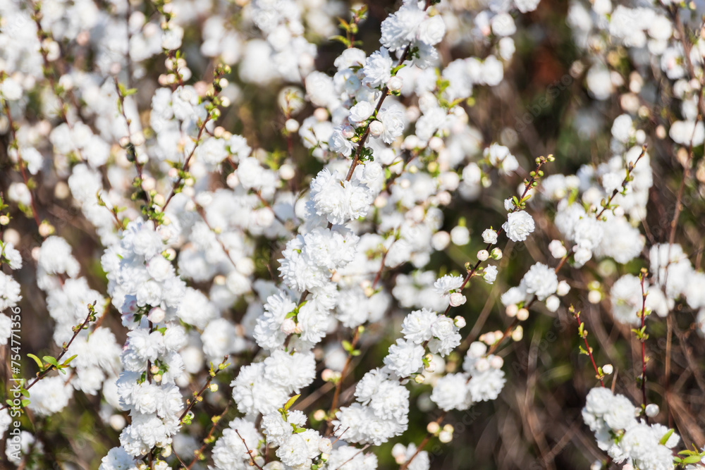 Springtime Splendor of White Blossoms Springtime Splendor of White Blossoms