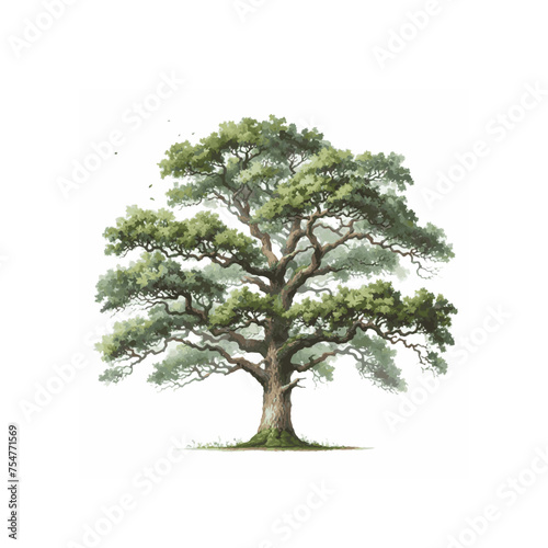 Oak.Deciduous tree.Watercolor illustration.White background