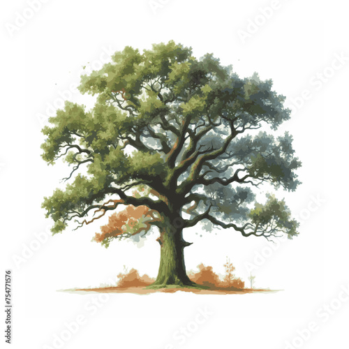 Oak.Deciduous tree.Watercolor illustration.White background