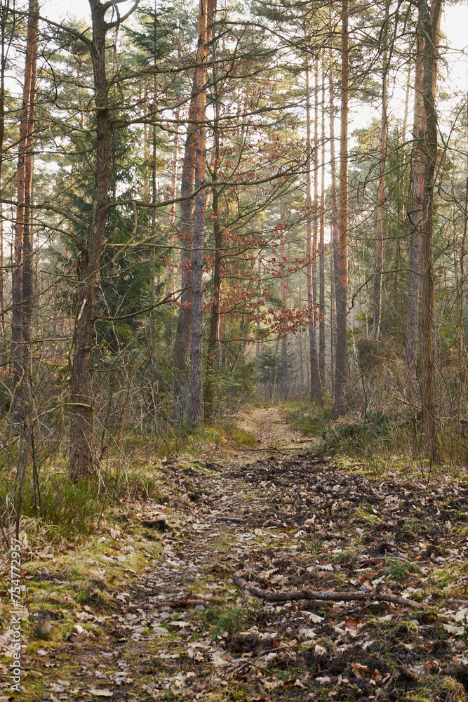 Obraz premium leśna ścieżka 