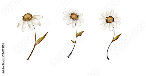 Watercolor chamomile isolated on white background