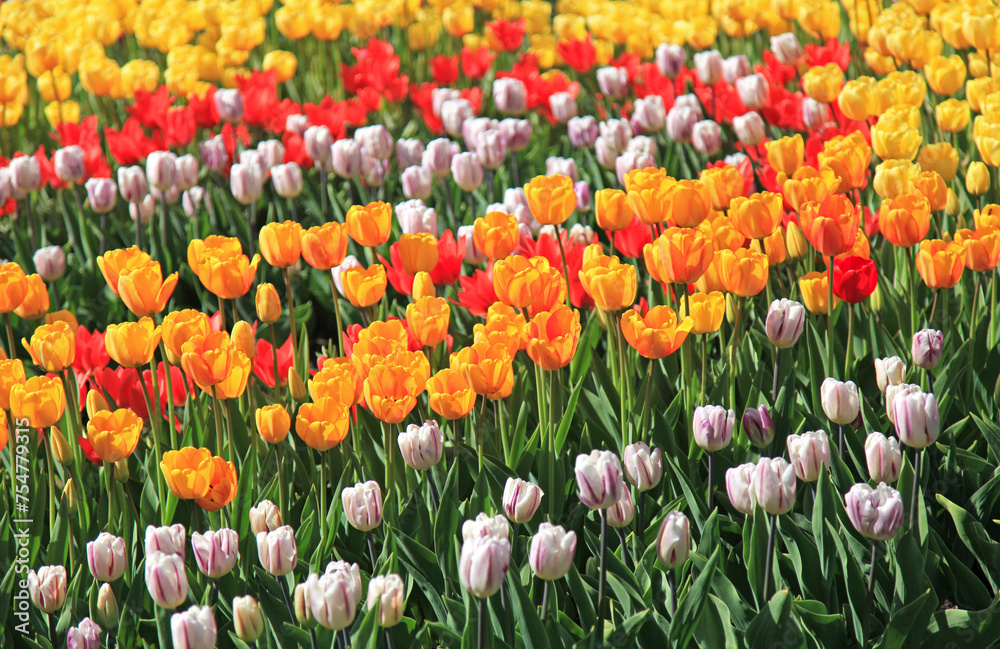 Background of a lot blooming and lush colored tulips (Tulipa L). Sea of colorful tulips. Spring and warm landscape with blooming flowers in the light of the sun. City park decoration. Carpet of tulips Background of a lot blooming and lush colored tulips (Tulipa L). Sea of colorful tulips. Spring and warm landscape with blooming flowers in the light of the sun. City park decoration. Carpet of tulips