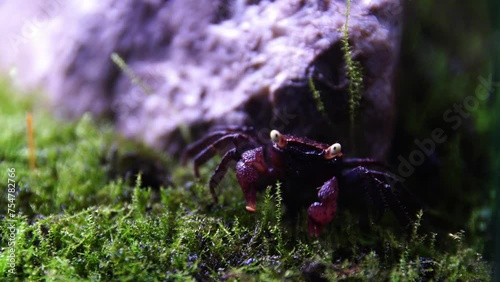 Vampire Crab Geosesarama Paludarium photo