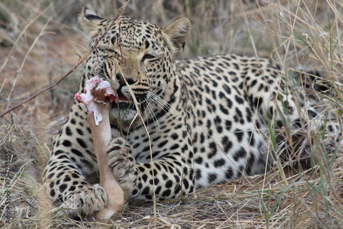 leopard food