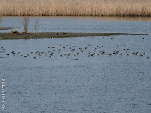 Nature reserve Reevediep, Flevoland province, The Netherlands || Natuurgebied Reevediep photo