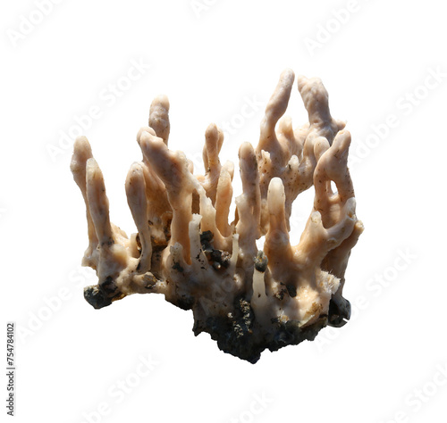 Marine sponges or coralline sponge with transparent image. photo