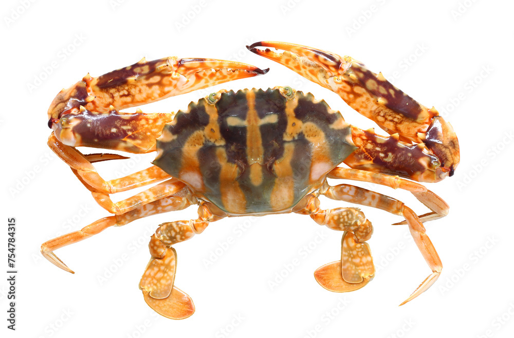Top view of orange Zebra crab or orange swimming crab with transparent image.