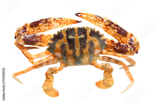Obraz na płótnie Top view of orange Zebra crab or orange swimming crab with transparent image. w salonie