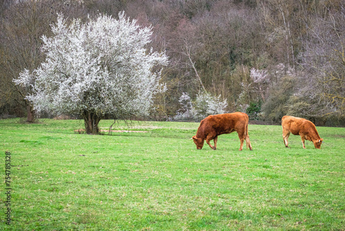 Les vaches © Franck Chapolard