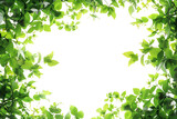 Nice green leaves frame on solid background