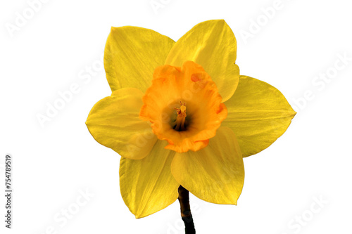 yellow daffodil PNg. yellow rose,rose, beatiful yellow rose isolted on white transparent background.png