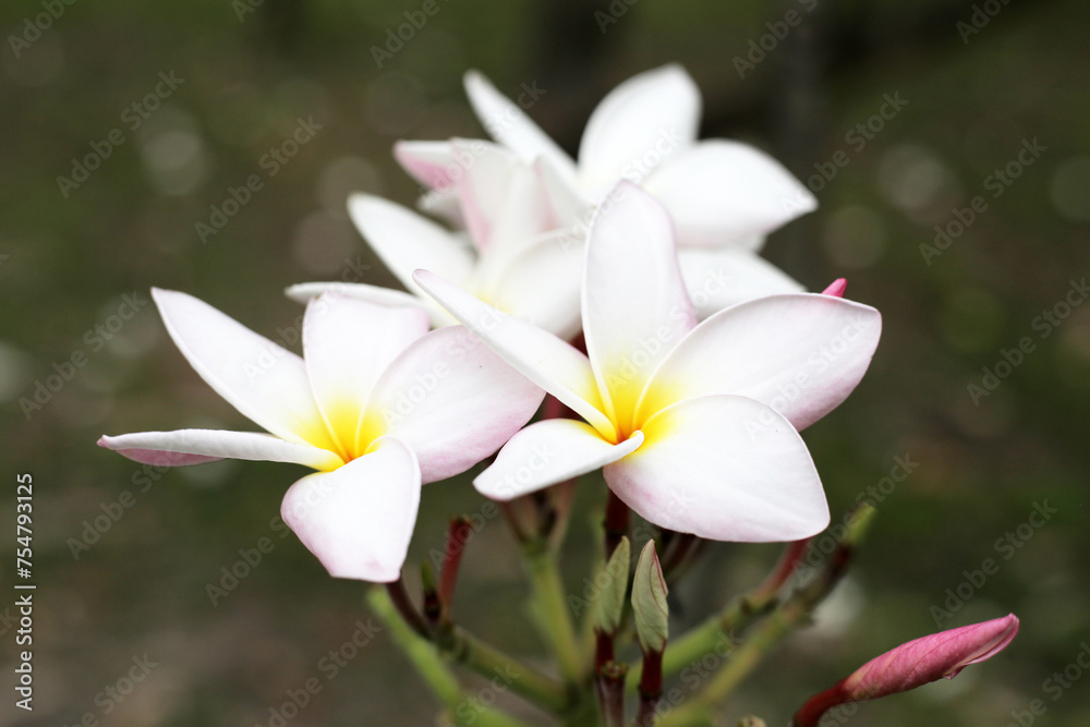 Plumeria or frangipani flower. Tropical tree