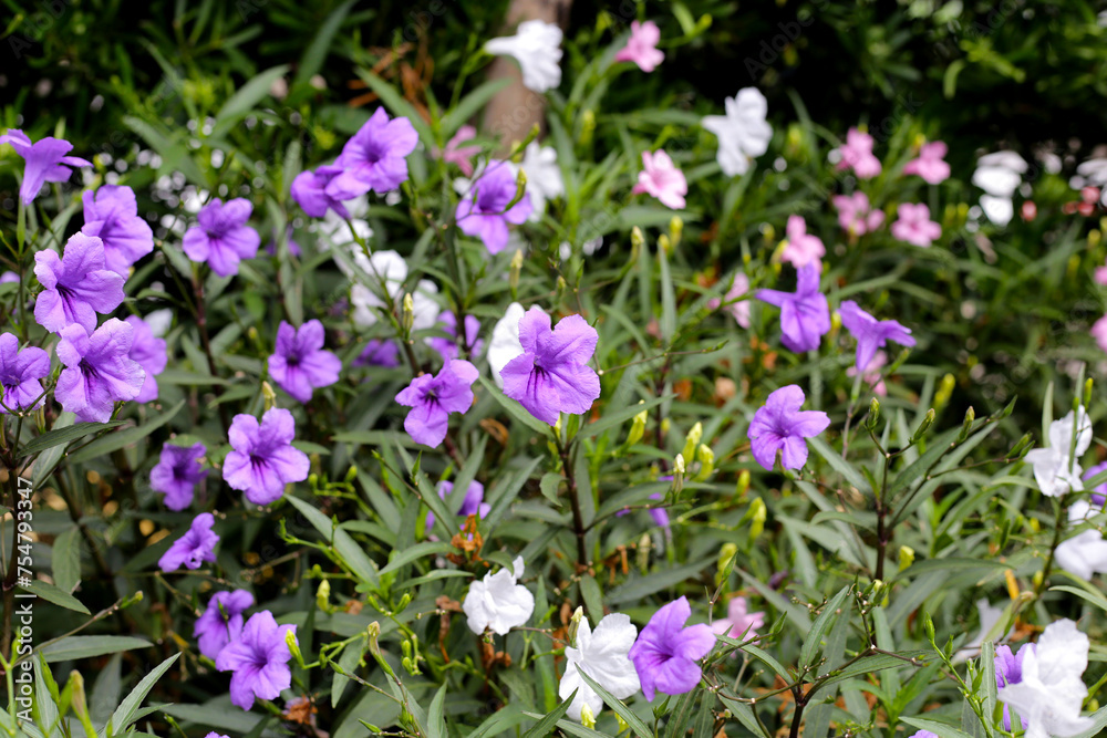 Ruellia tuberosa flowers with green leaves Ruellia tuberosa flowers with green leaves
