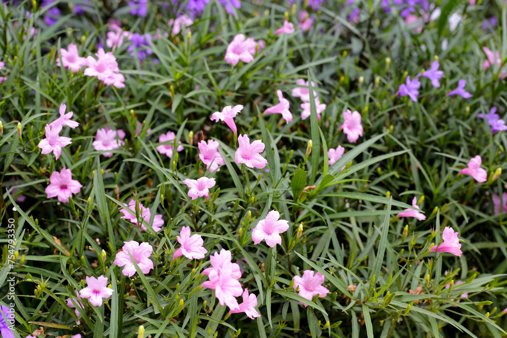 Ruellia tuberosa flowers with green leaves Ruellia tuberosa flowers with green leaves