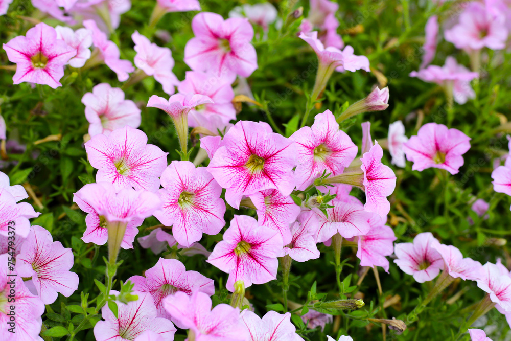 Blooming pink and white surfinia flowers Blooming pink and white surfinia flowers